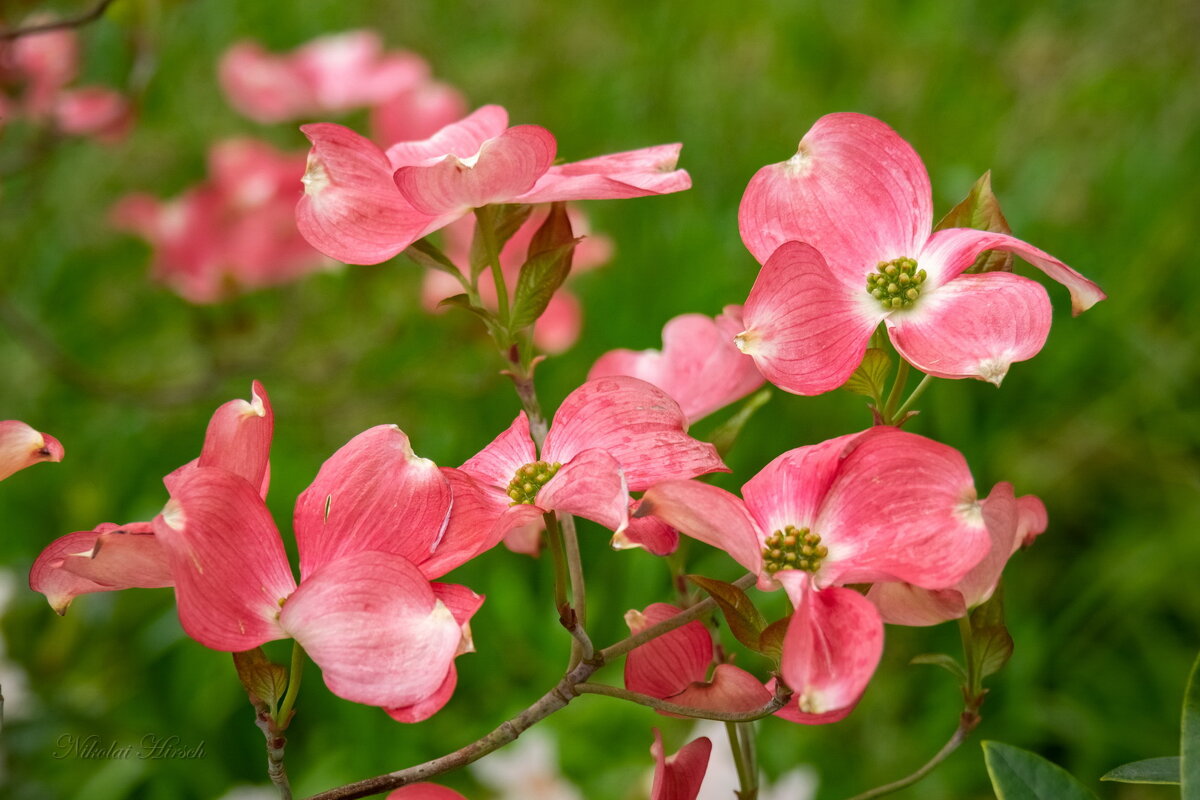 Апрельские красивости... - Николай Гирш