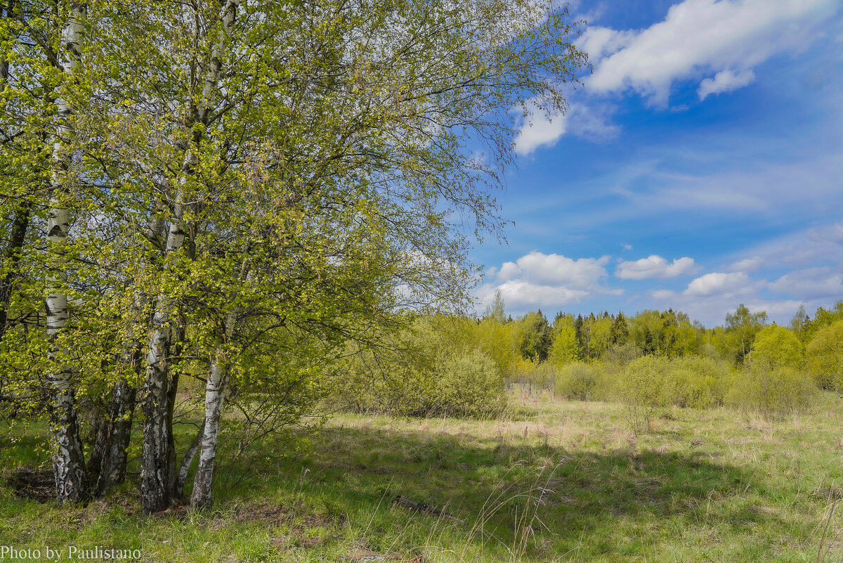 На опушке... - Владимир Жданов На опушке... - Владимир Жданов