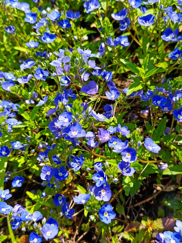 Вероника - Татьяна Пальчикова Вероника - Татьяна Пальчикова