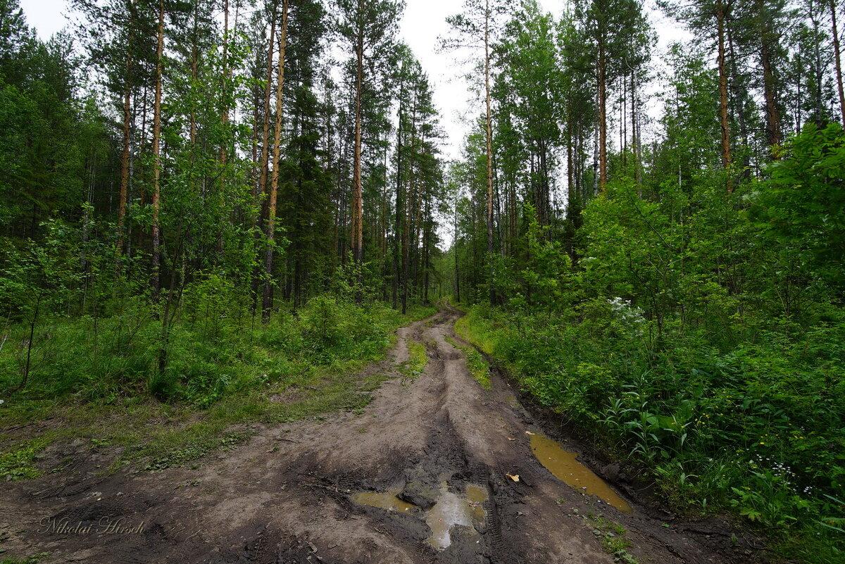По лесной дороге... - Николай Гирш По лесной дороге... - Николай Гирш