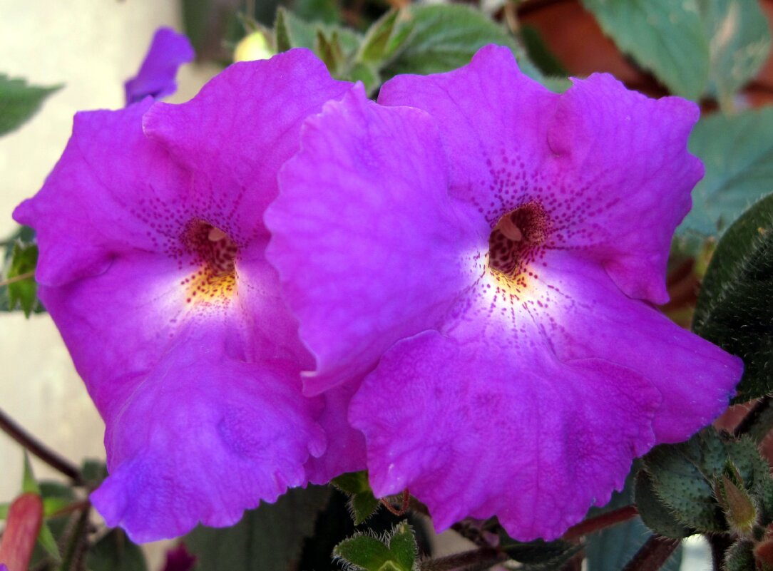 Ахименес. - Ирина *** Ахименес. - Ирина ***