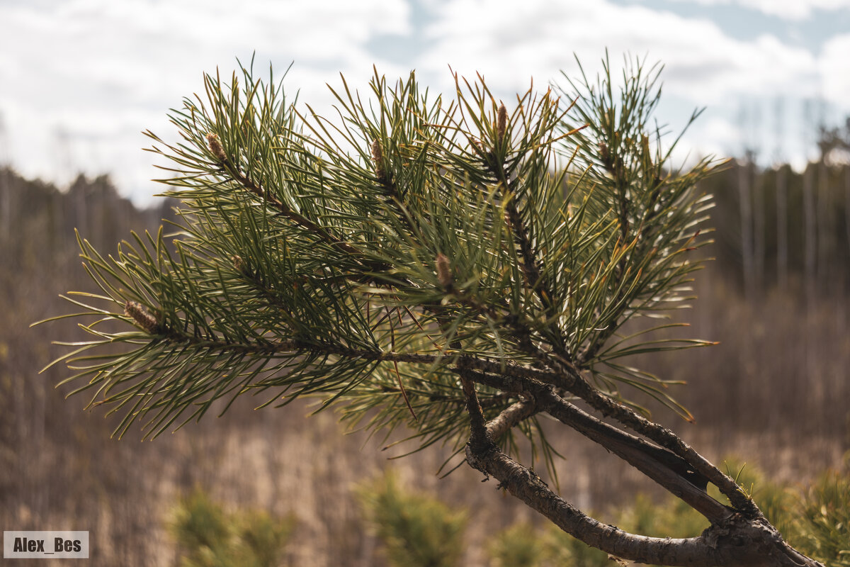 №87 - Alex Bes №87 - Alex Bes