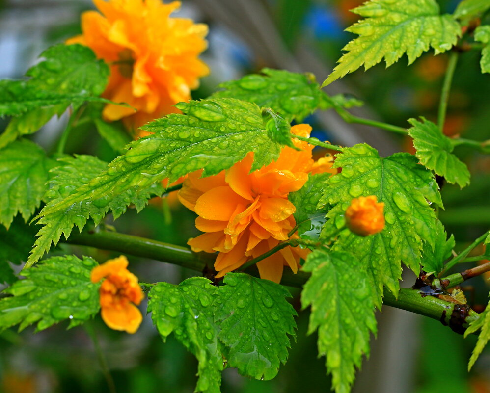 КЕРИЯ - Игорь Kуленко