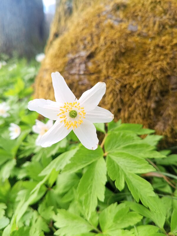 Ветреница - Сапсан 