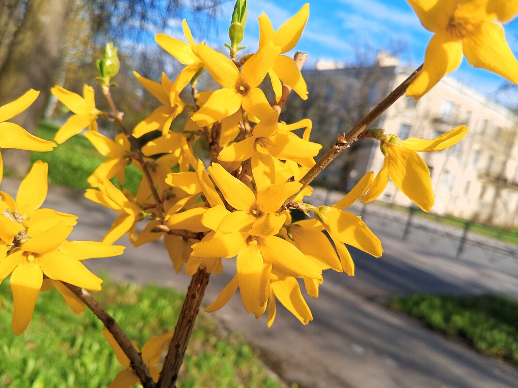 Форзиция - Сапсан 