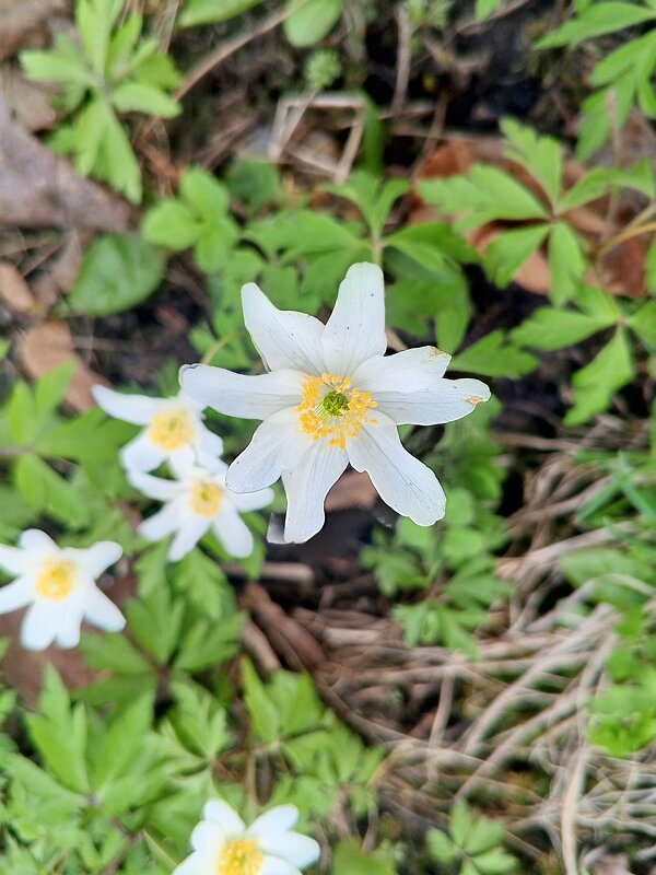 Ветреница - Сапсан 