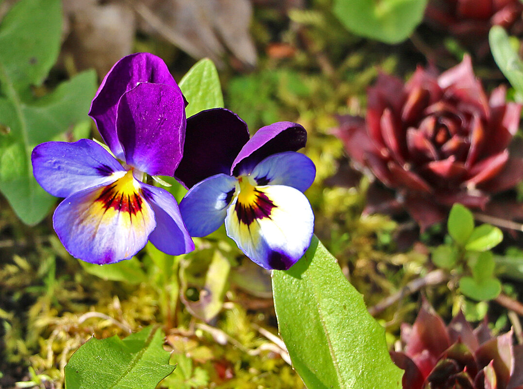Анютки - Светлана Анютки - Светлана