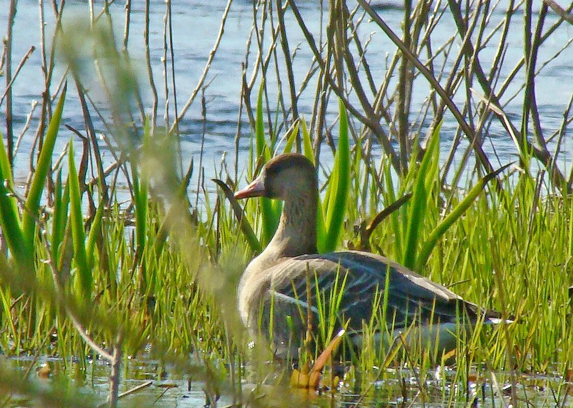 белолобый гусь - gawrilа - dan