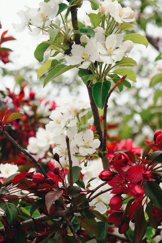 Весна в городе - Tanya Nikorovskaya