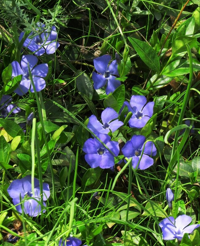 Весна пришла - Natali 