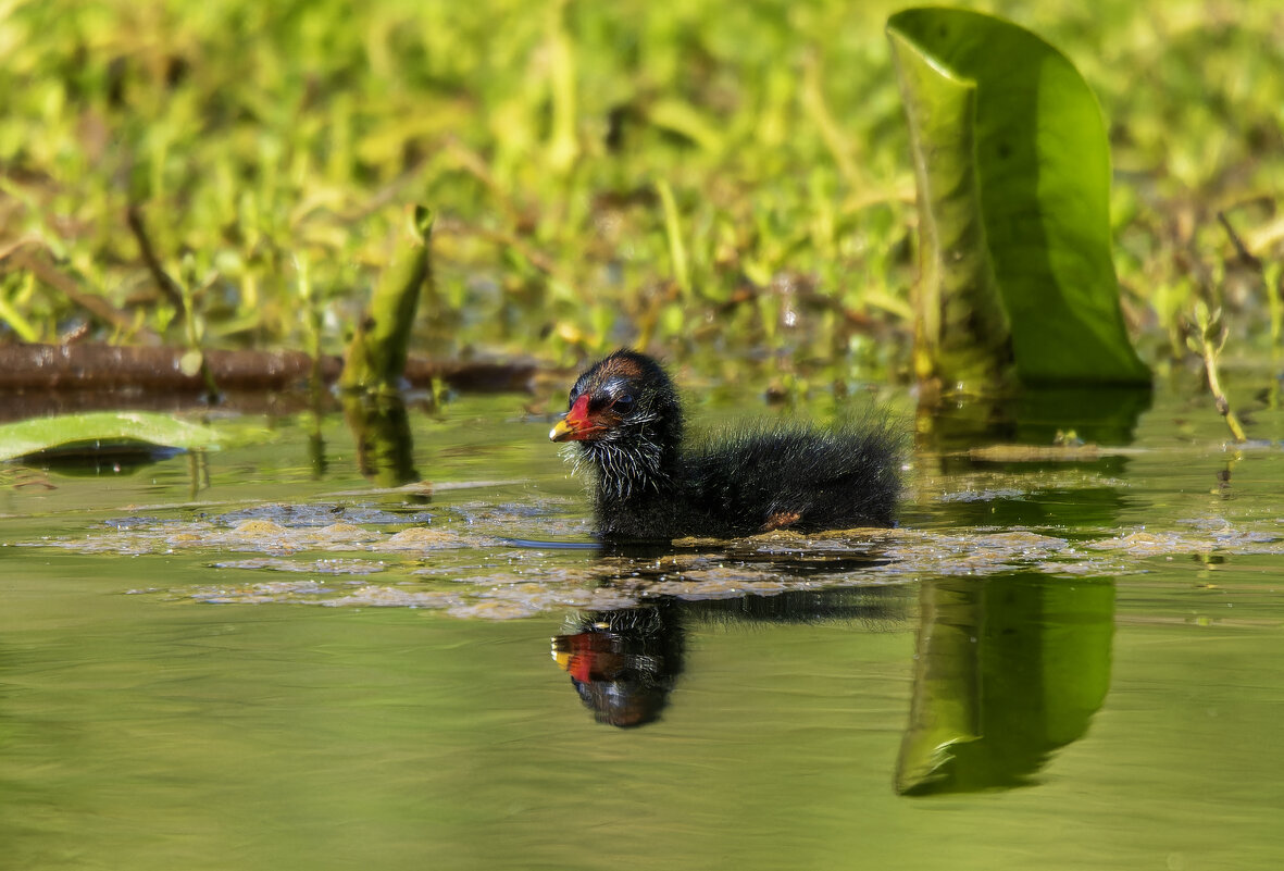 Камышница. - Alexander Amromin