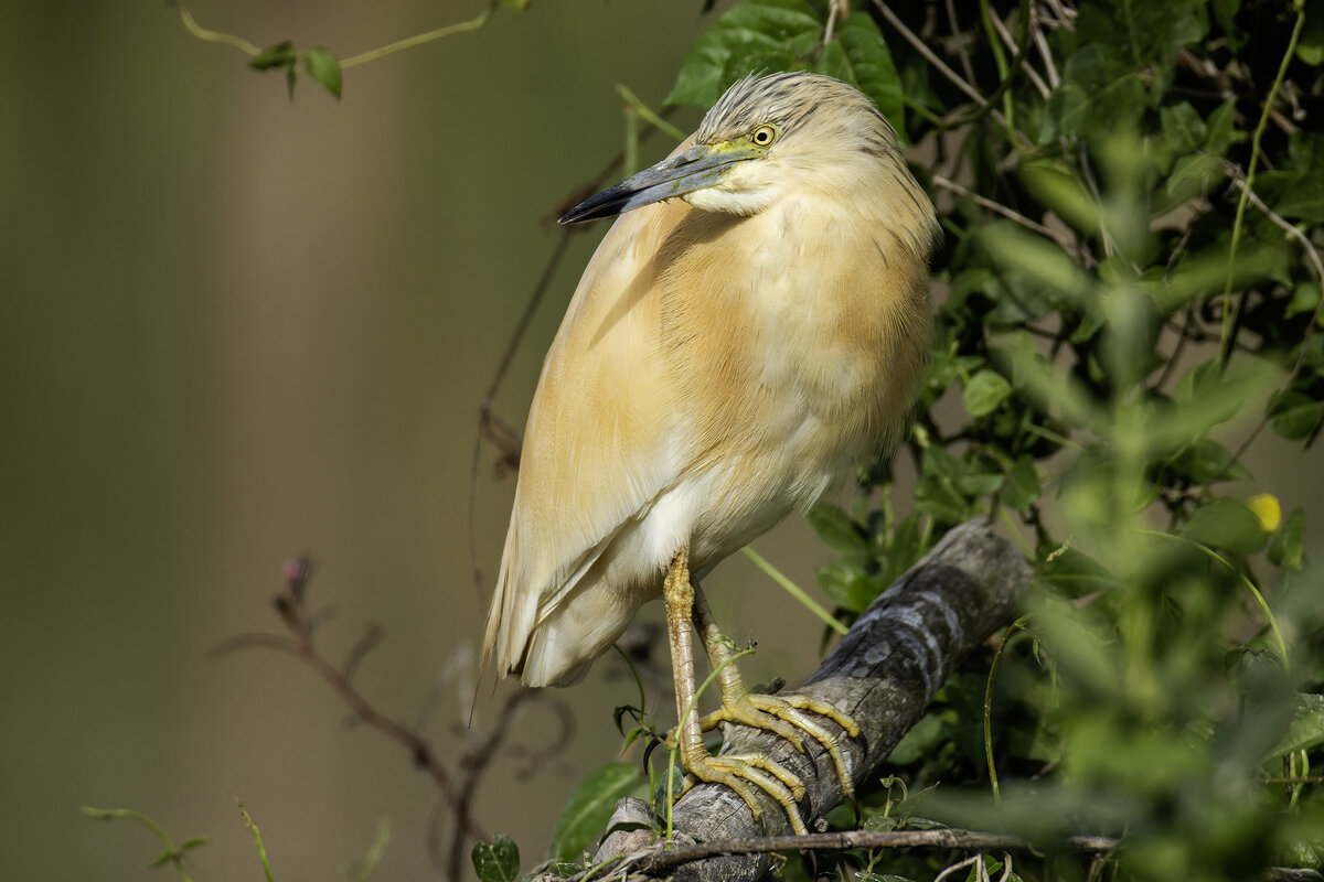 Жёлтая цапля. - Alexander Amromin