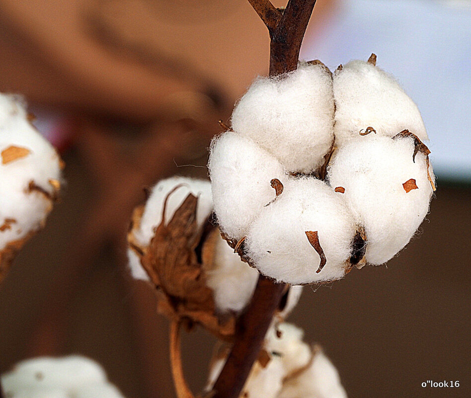 тоже золото - Олег Лукьянов тоже золото - Олег Лукьянов