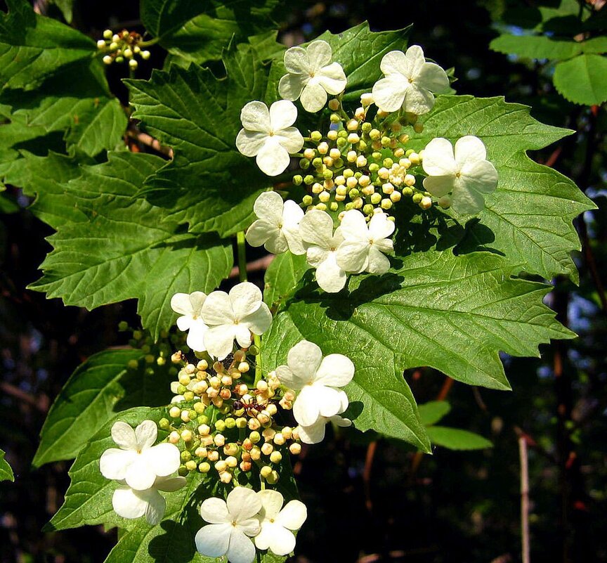 Июнь...Зацвела на Сыром Агане калина! - Владимир 