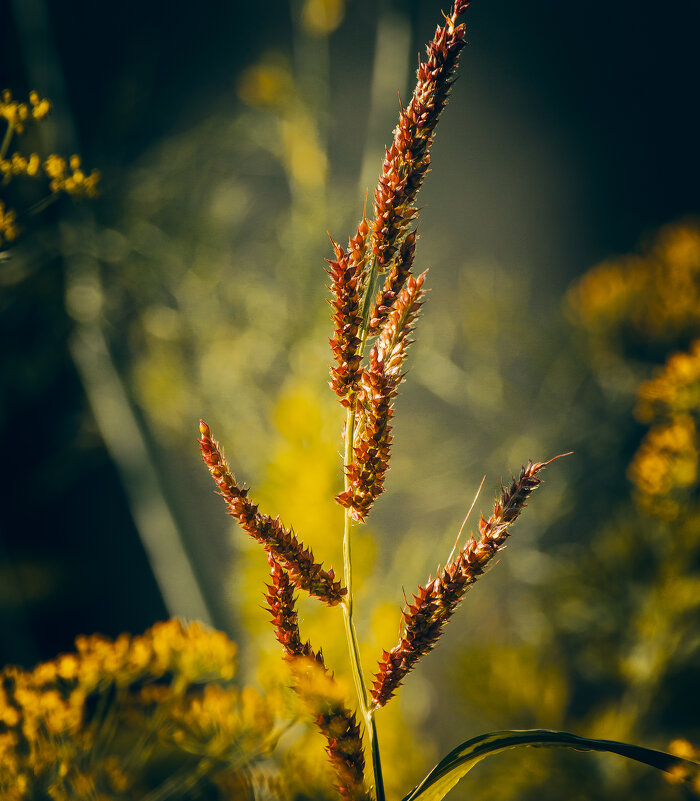 *** - Виктор Иванович Чернюк
