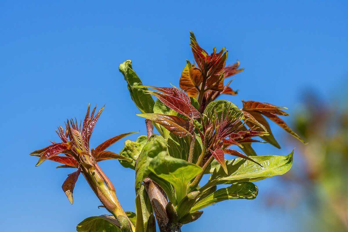 весенний этюд - Игорь Сикорский