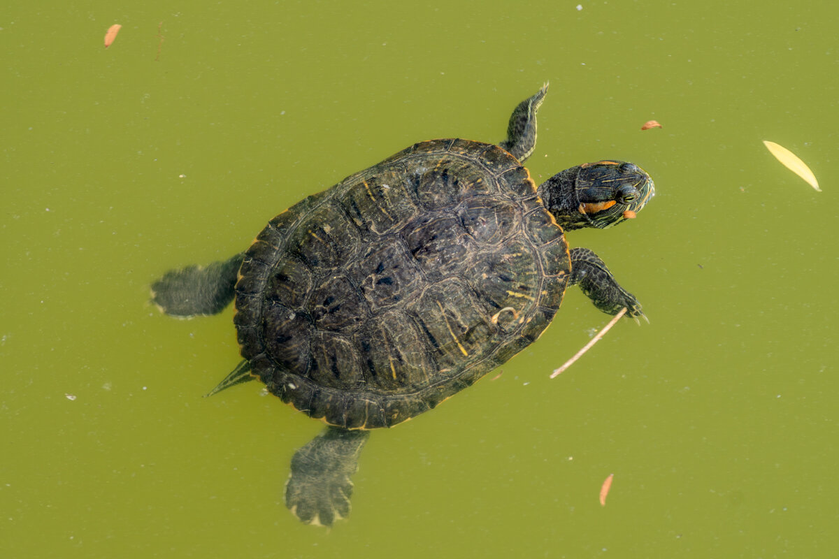 Красноухая черепаха - Игорь Сикорский Красноухая черепаха - Игорь Сикорский