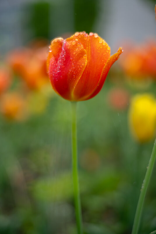 После дождя - Referee (Дмитрий) После дождя - Referee (Дмитрий)