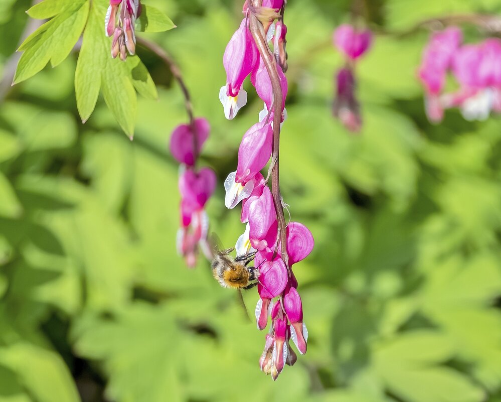 Весенние хлопоты - Валерий Иванович Весенние хлопоты - Валерий Иванович