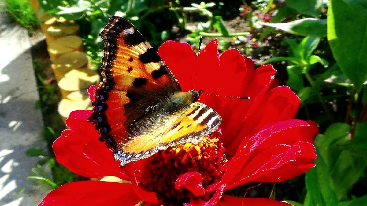 Бабочка - Сергей Швечков Бабочка - Сергей Швечков