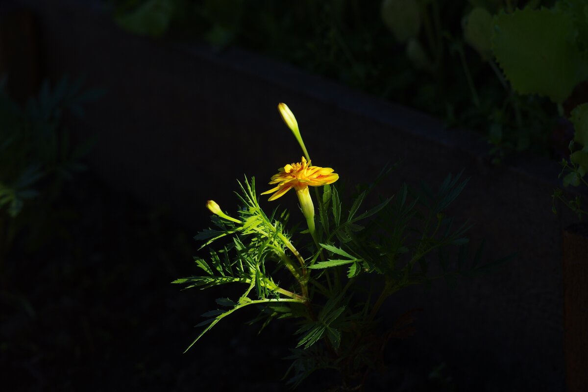 В лучах солнца - Сергей Швечков