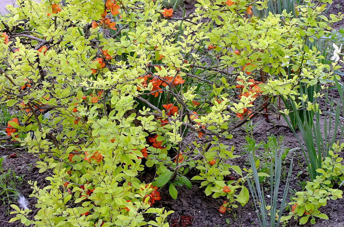 Айва Японская или Хеномелес - Фёдор Меркурьев Айва Японская или Хеномелес - Фёдор Меркурьев