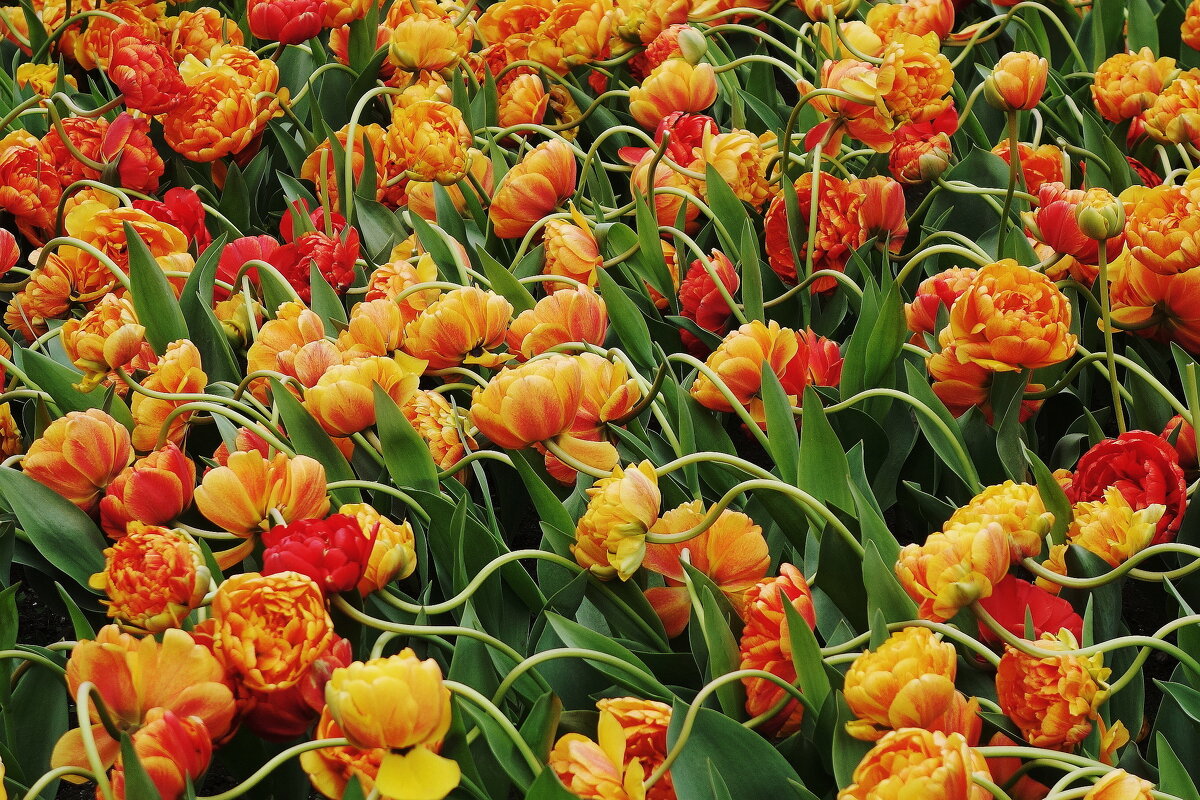 Тюльпаны - Рита Симонова Тюльпаны - Рита Симонова