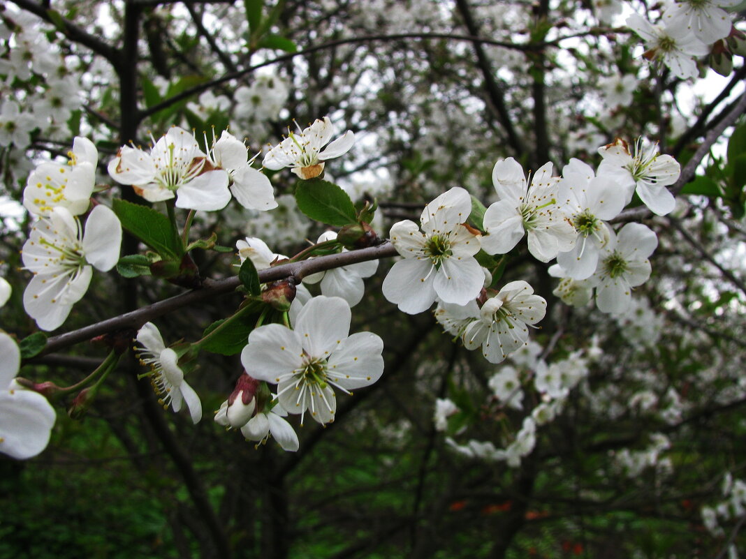 Вишнёвый рай - Людмила Смородинская Вишнёвый рай - Людмила Смородинская