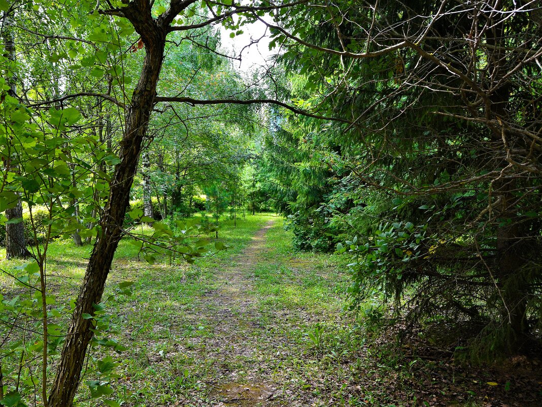 Чебоксары. Тропинка в сквере им. Анатолия Пуганина летом. - Пётр Чернега Чебоксары. Тропинка в сквере им. Анатолия Пуганина летом. - Пётр Чернега