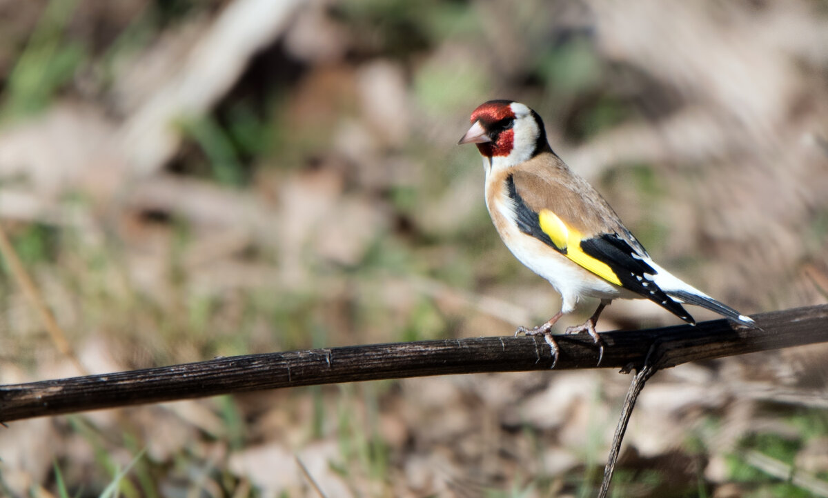 Щегол - Владимир Безбородов Щегол - Владимир Безбородов