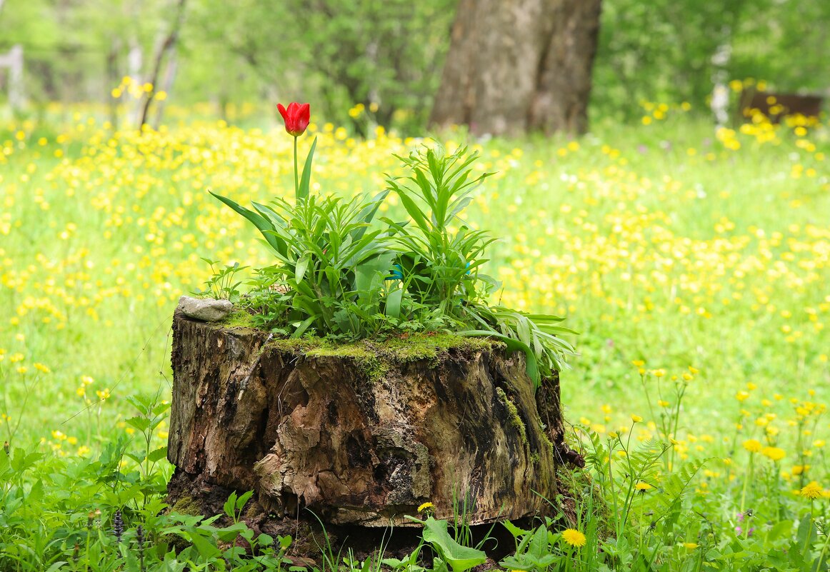 И на пеньках растут цветы - Evgeny Mameev И на пеньках растут цветы - Evgeny Mameev