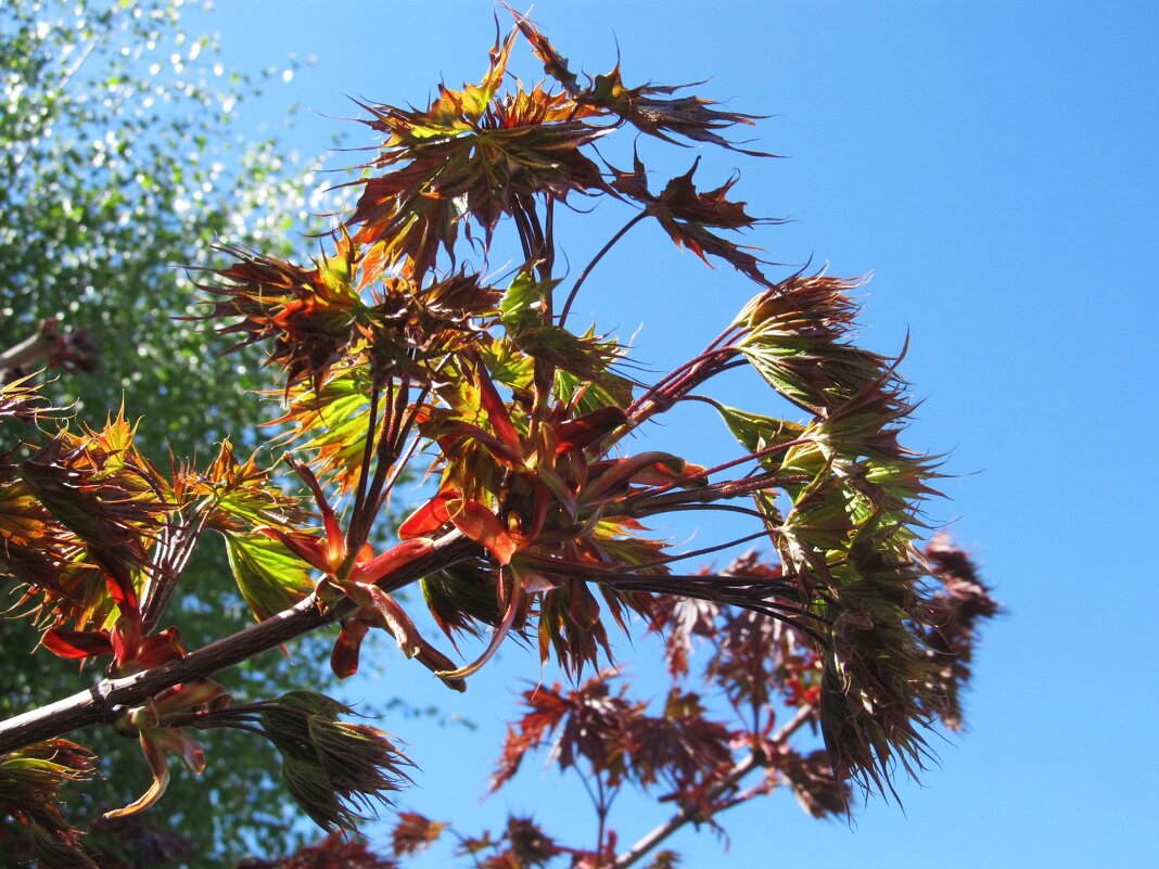 апрельские краски - Елена Шаламова
