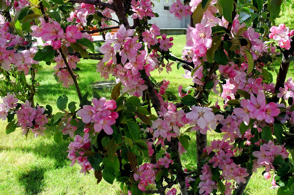 Короткий миг цветения. - Татьяна Помогалова Короткий миг цветения. - Татьяна Помогалова