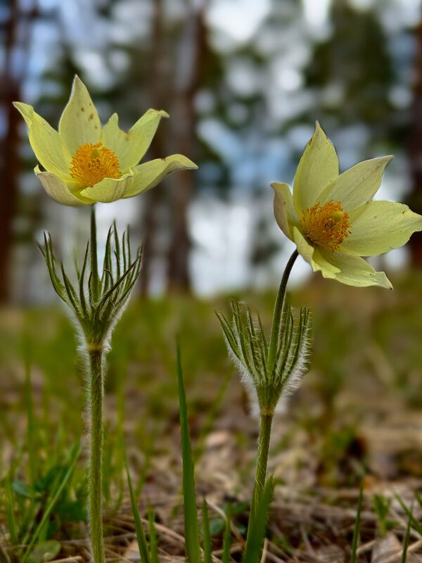Прострел. - Сергей Адигамов