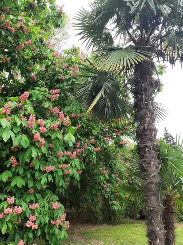 Конский каштан мясо-красный - Tata Wolf