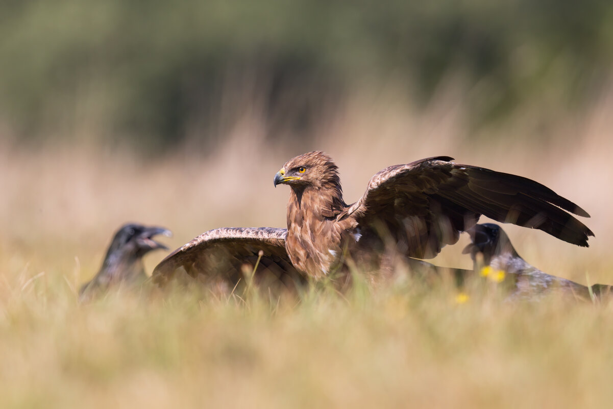 *** - Евгений Фруман *** - Евгений Фруман
