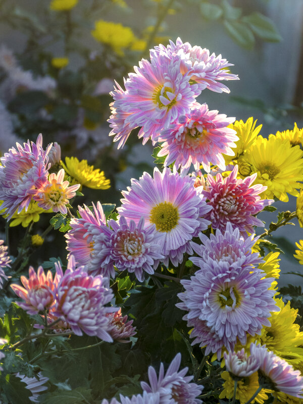 Хризантемы в лучах солнца - Валентин Семчишин Хризантемы в лучах солнца - Валентин Семчишин