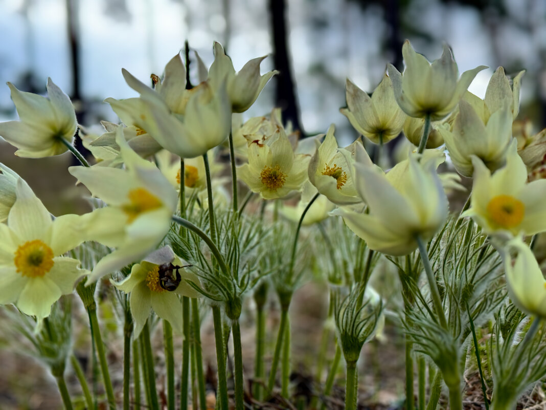 Прострелов пучок. - Сергей Адигамов