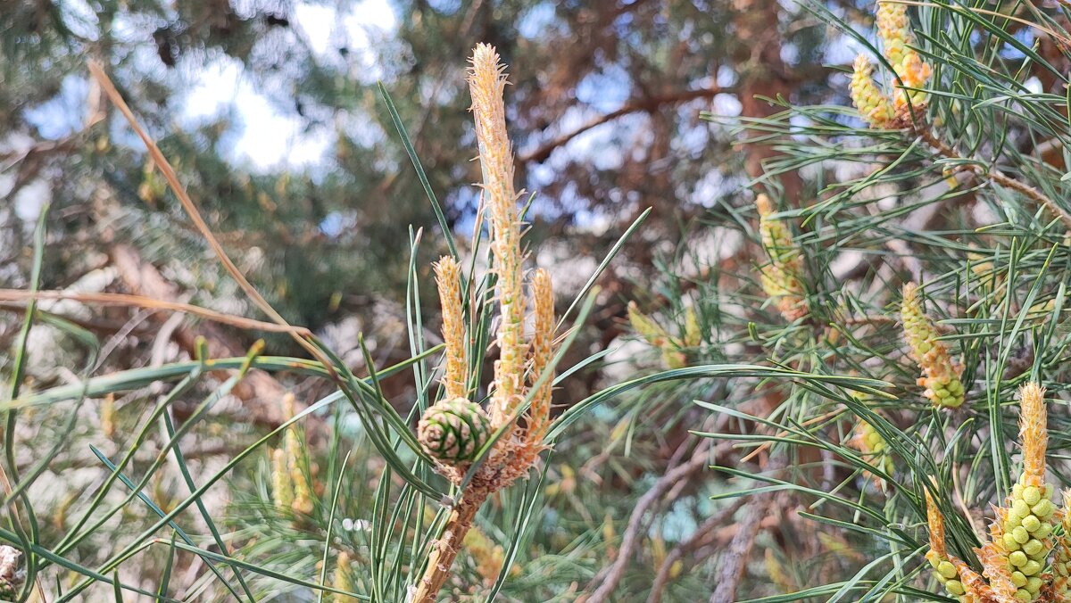 ,,, - Сергей Тимоновский