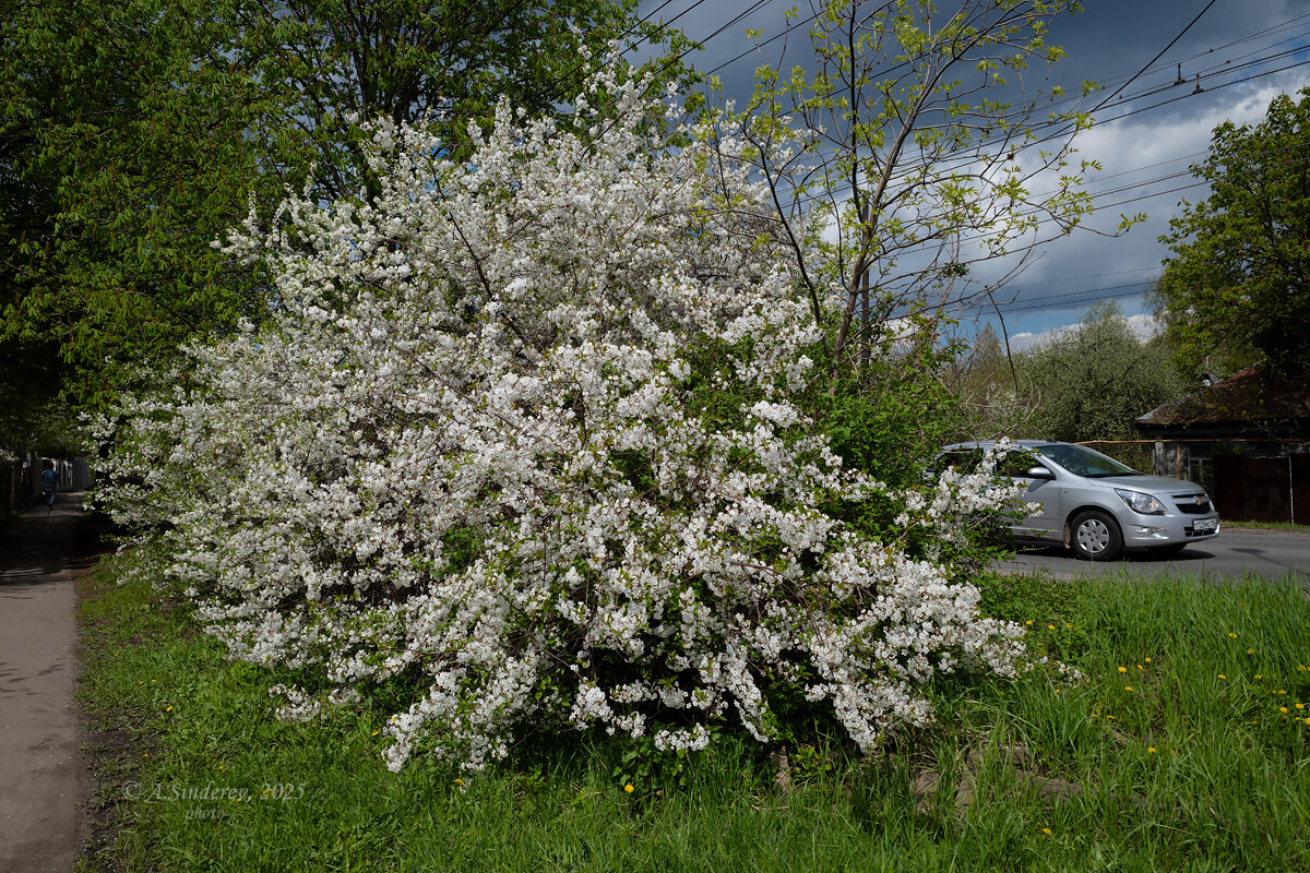 Цветение на улице - Александр Синдерёв Цветение на улице - Александр Синдерёв