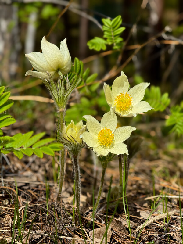 Весны букет. - Сергей Адигамов Весны букет. - Сергей Адигамов