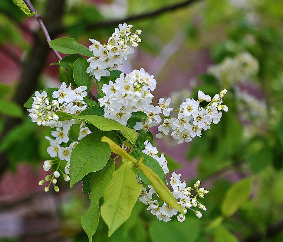 Ой, цветёт... черёмуха... - Светлана Ой, цветёт... черёмуха... - Светлана