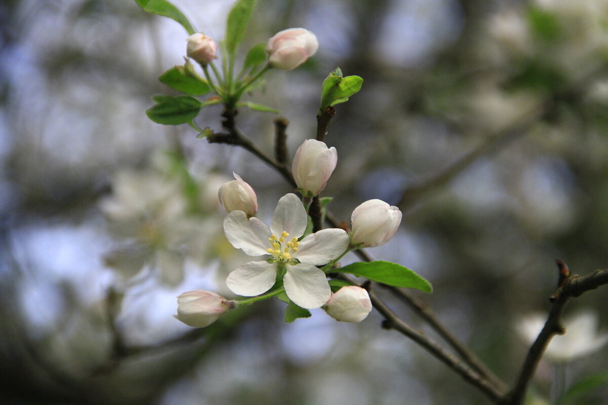 Цветок - Владимир 