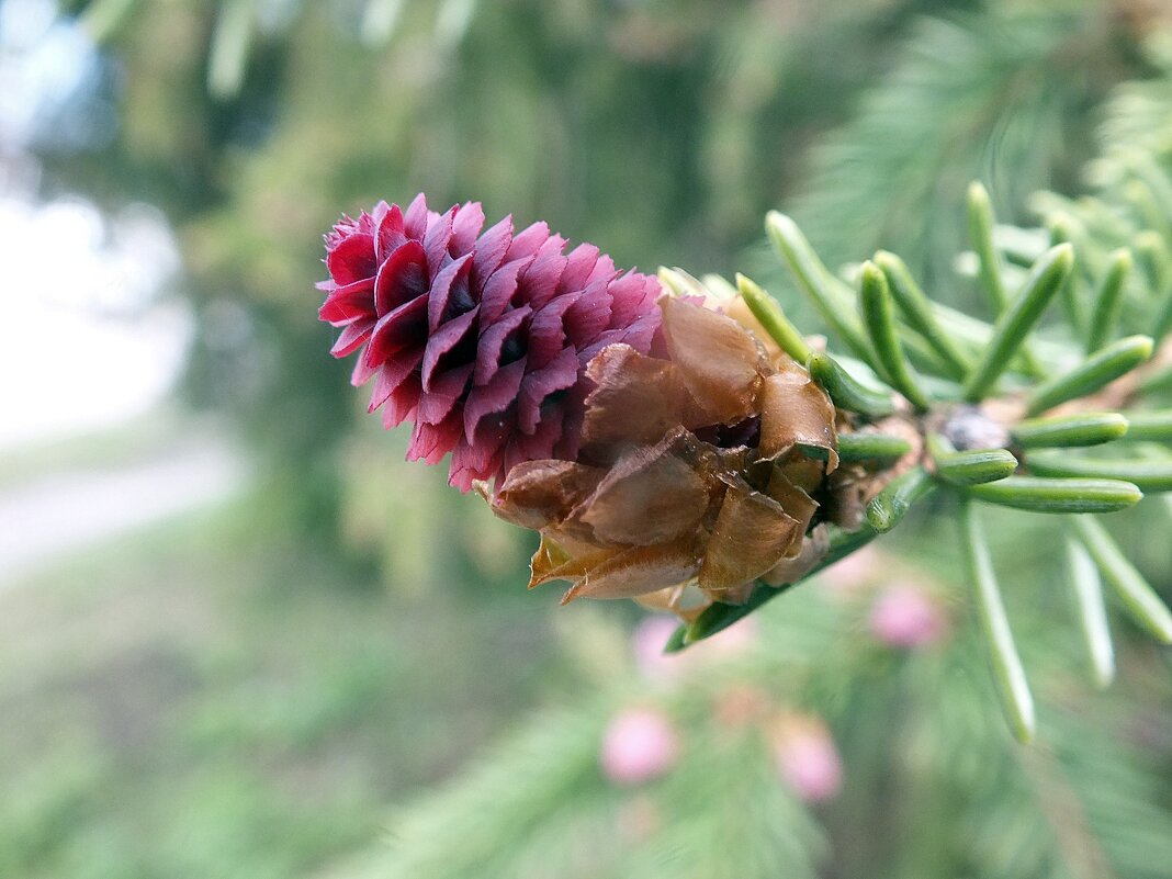 ** - Зоя Мишина ** - Зоя Мишина