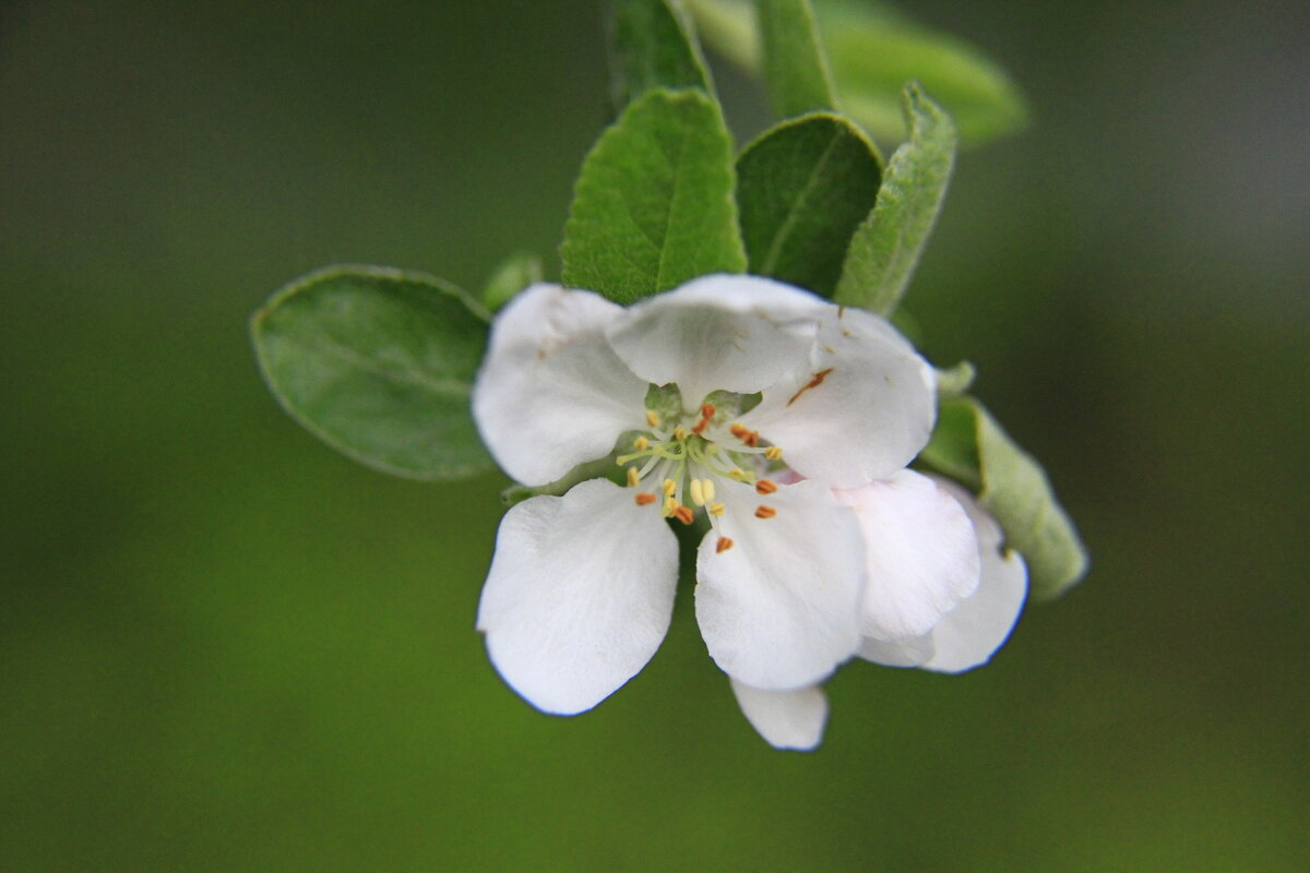 Цветок - Владимир 