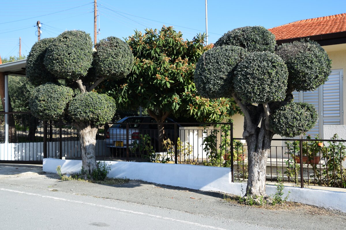 "Брокколи" - Oleg4618 Шутченко