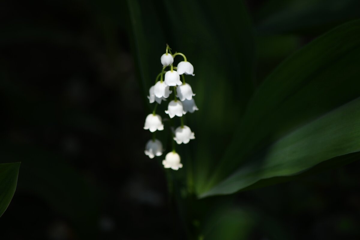 Одинокий ландыш)) - Татьяна Евдокимова Одинокий ландыш)) - Татьяна Евдокимова