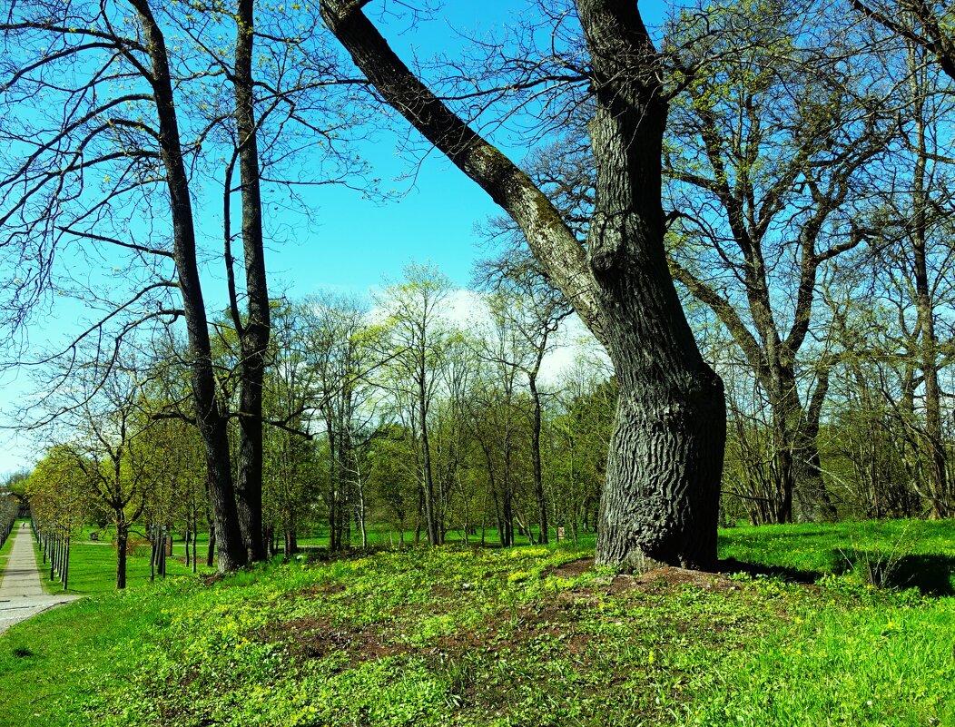 Вековой дуб на пригорке - Aida10 