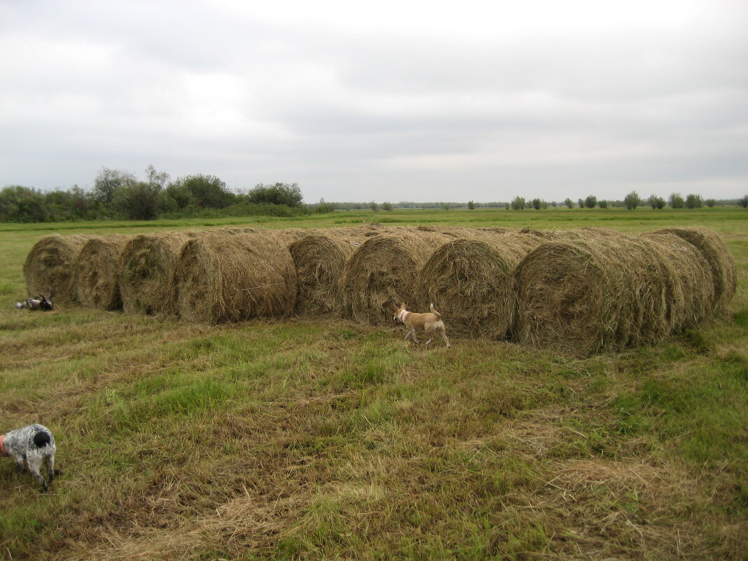 Сенокос - Anna Ivanova Сенокос - Anna Ivanova