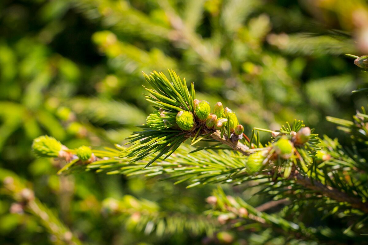 Пихта - Тамара Федорова
